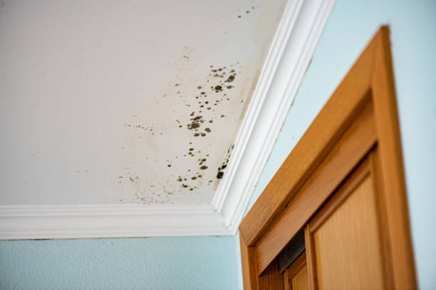 Best Residential Mold Remediation in Hanover, MN